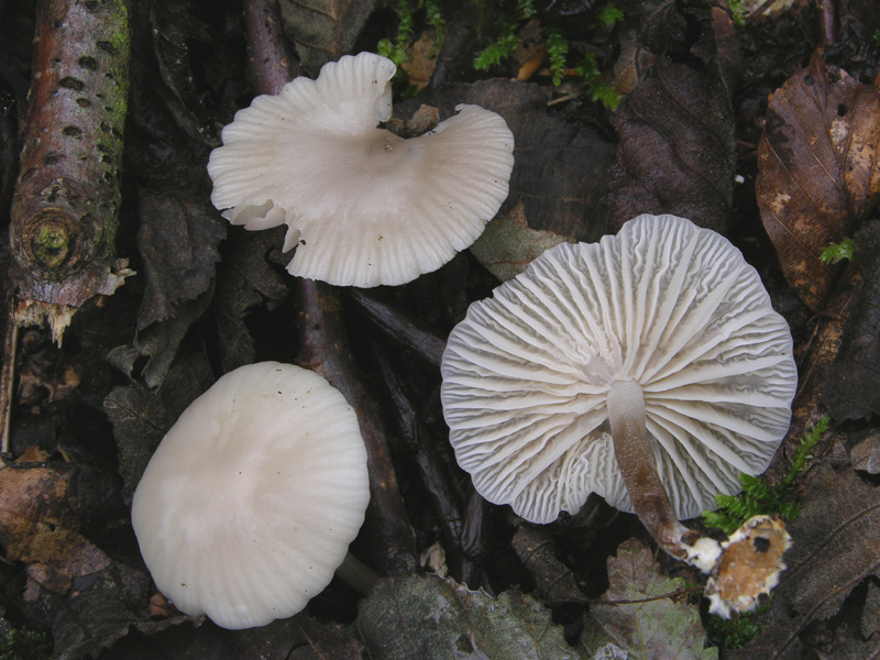 Marasmius wynnei